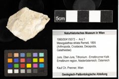 Foto (Objekt + Etiketten) von Mesogalathea striata (Remeš, 1895) 